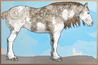 Horse Color:Amber Champagne Ice Splash Varnish 