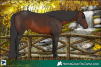 Horse Color:Brown 