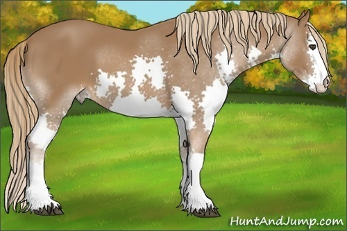 Horse Color:Chestnut Splash 