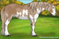 Horse Color:Chestnut Splash 