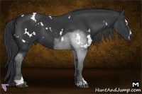 Horse Color:White Spotted Black Sabino Rabicano