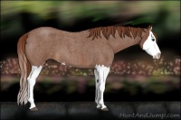 Horse Color:Red Roan Splash 
