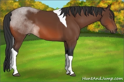 Horse Color:Bay Tobiano 