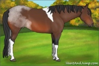 Horse Color:Bay Tobiano 