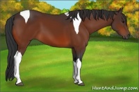 Horse Color:Bay Tobiano 