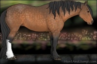 Horse Color:Buckskin 