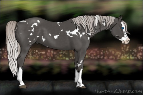 Horse Color:White Spotted Silver Black Splash