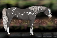 Horse Color:White Spotted Silver Black Splash