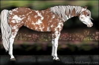 Horse Color:Silver Bay Sabino 