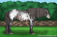 Horse Color:White Spotted Brown Frame Varnish Rabicano