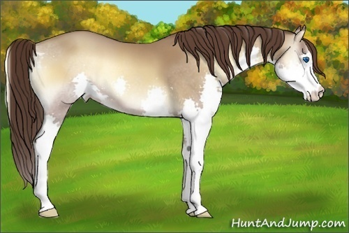 Horse Color:Classic Champagne Onyx Splash 