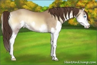 Horse Color:Classic Champagne Onyx Splash