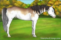 Horse Color:Bay Onyx Sabino Splash