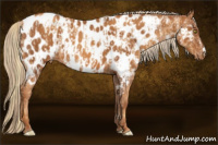Horse Color:Gold Champagne Appaloosa  and Gray Gold Champagne Appaloosa 