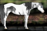 Horse Color:Black Sabino Splash Tobiano Rabicano