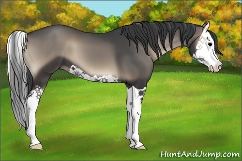 Horse Color:Blue Onyx Splash 