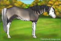 Horse Color:Blue Onyx Splash 