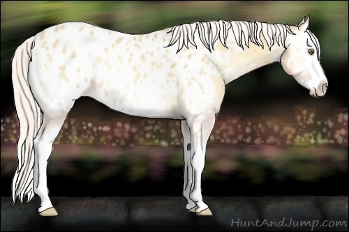 Horse Color:Silver Classic Cream Champagne Onyx Splash Near Leopard 