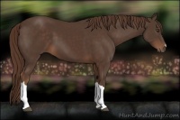 Horse Color:Liver Chestnut