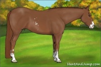 Horse Color:Chestnut Sabino