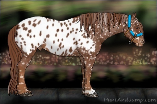 Horse Color:Chestnut Appaloosa 