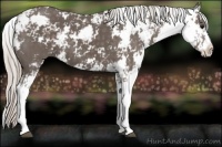 Horse Color:Silver Black Sabino 
