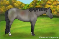 Horse Color:Unknown 