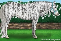 Horse Color:Liver Chestnut  and Liver Chestnut Appaloosa 