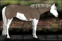 Horse Color:Liver Chestnut Splash 