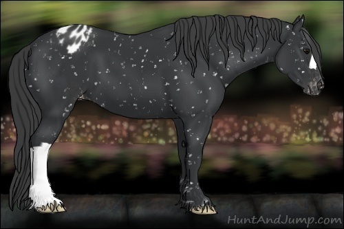 Horse Color:Black Appaloosa 