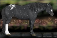 Horse Color:Black Appaloosa 