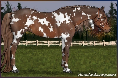 Horse Color:White Spotted Liver Chestnut 