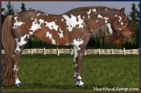 Horse Color:White Spotted Liver Chestnut 