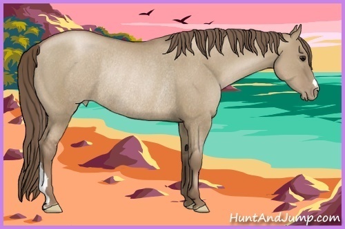 Horse Color:Grullo Pearl Rabicano 