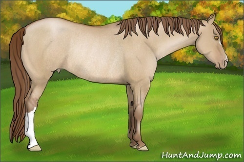 Horse Color:Bay Pearl Dun Rabicano 