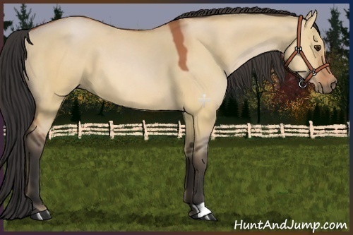 Horse Color:Bay Dun