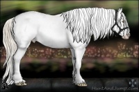 Horse Color:Gold Champagne Snowflake Varnish