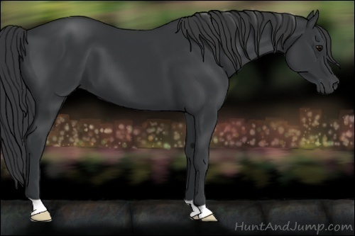 Horse Color:Black 