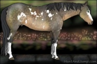 Horse Color:White Spotted Buckskin