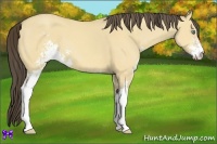 Horse Color:Amber Cream Champagne Dun Sabino 