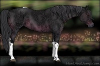 Horse Color:Black Ice Tobiano