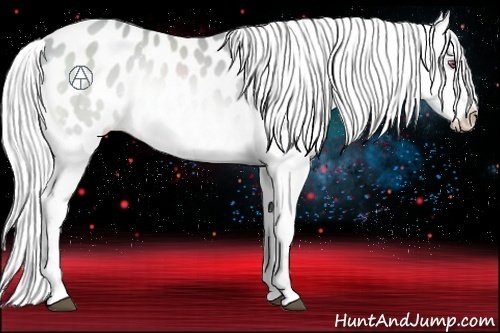 Horse Color:Silver Brown Chinchilla Appaloosa 