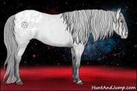 Horse Color:Blue Chinchilla Roan Pearl Appaloosa