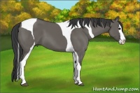 Horse Color:Grullo Splash Tobiano 