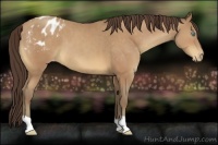 Horse Color:Sable Champagne Appaloosa 
