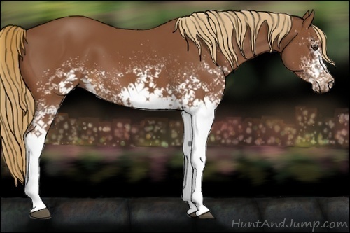 Horse Color:White Spotted Chestnut