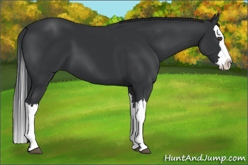 Horse Color:Black Splash