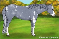 Horse Color:Watercolor White Spotted Black Splash 