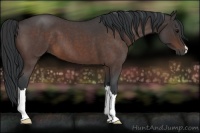 Horse Color:Brown Roan