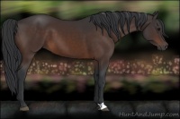 Horse Color:Brown 